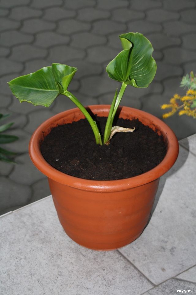 kalaa